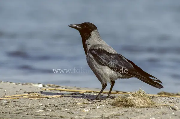 Fokus-Natur Bild