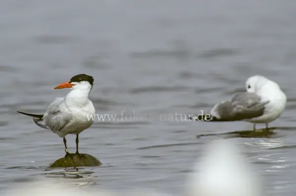 Fokus-Natur Bild