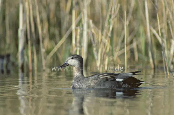 Fokus-Natur Bild