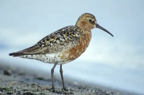Fokus-Natur Bild