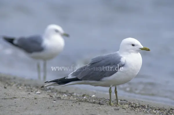 Fokus-Natur Bild