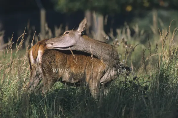 Fokus-Natur Bild