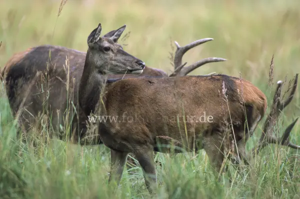 Fokus-Natur Bild