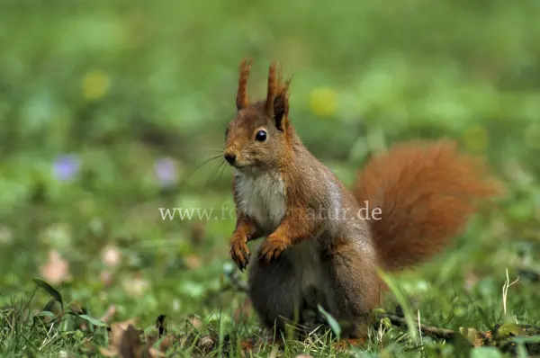 Fokus-Natur Bild