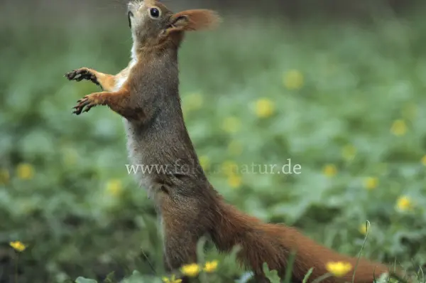 Fokus-Natur Bild