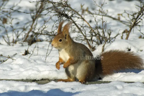 Fokus-Natur Bild