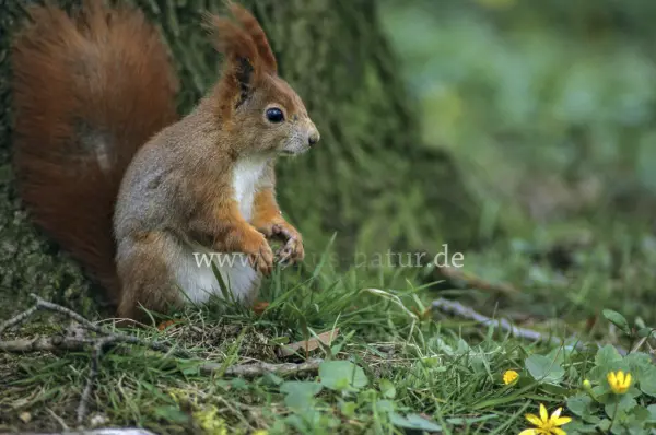 Fokus-Natur Bild