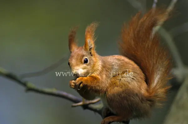 Fokus-Natur Bild