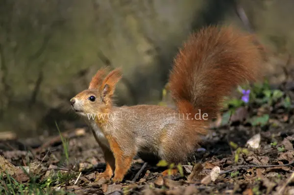 Fokus-Natur Bild