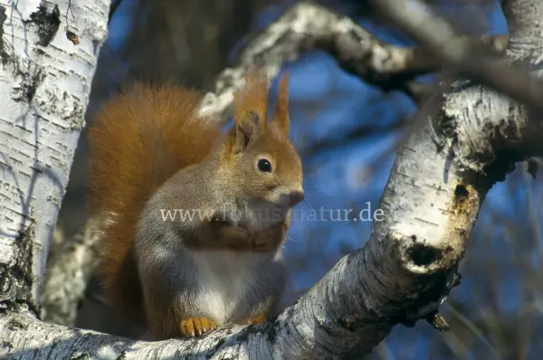 Fokus-Natur Bild