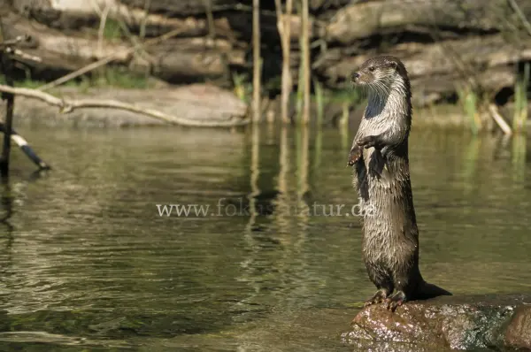 Fokus-Natur Bild