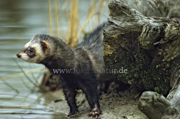 Fokus-Natur Bild