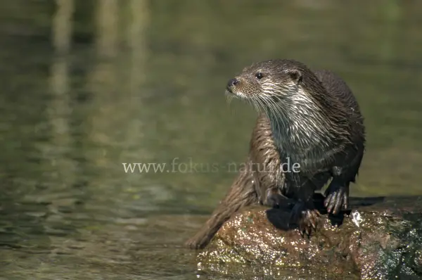 Fokus-Natur Bild