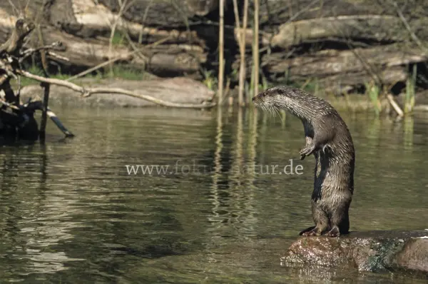 Fokus-Natur Bild