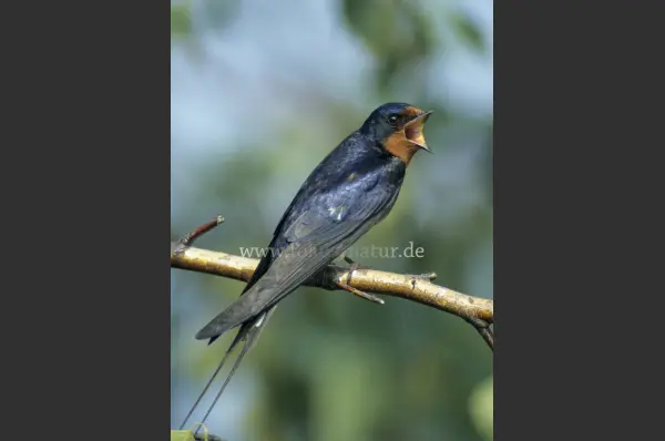 Fokus-Natur Bild
