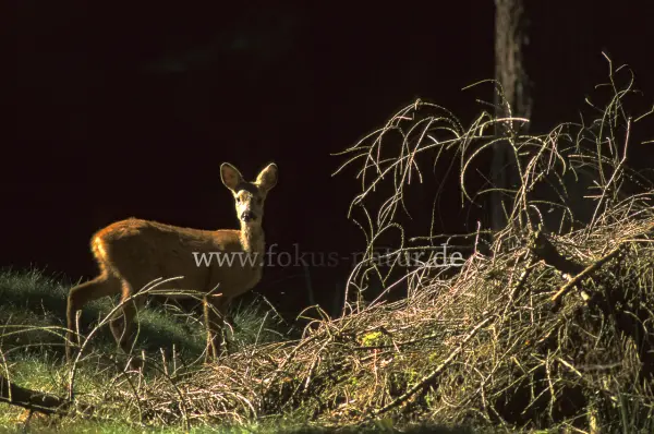 Fokus-Natur Bild