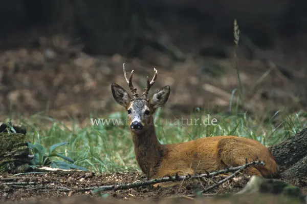 Fokus-Natur Bild
