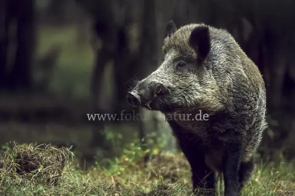 Fokus-Natur Bild