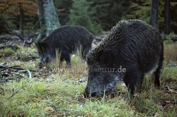 Fokus-Natur Bild