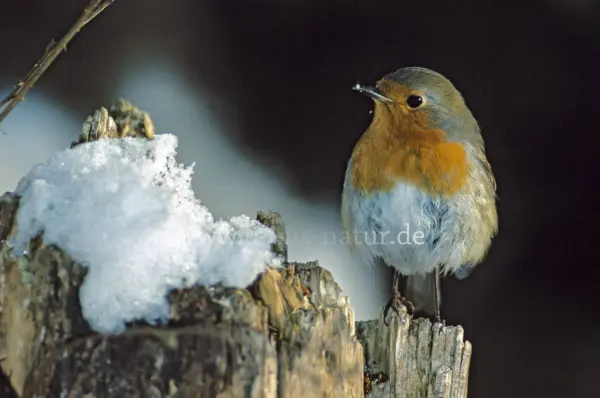 Fokus-Natur Bild