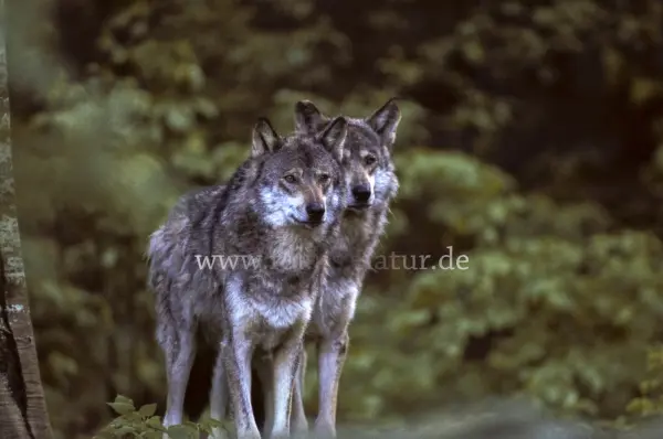Fokus-Natur Bild