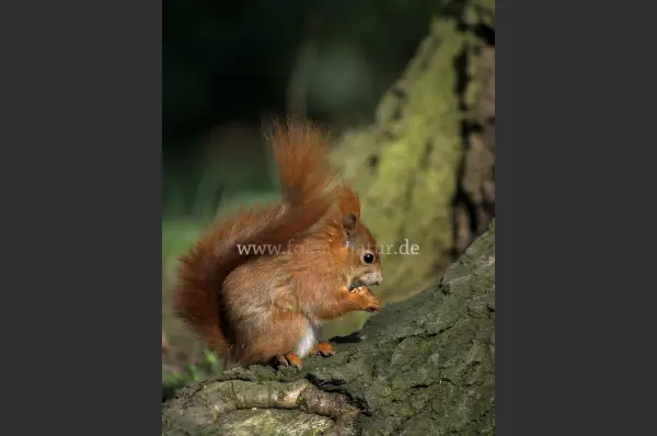 Fokus-Natur Bild