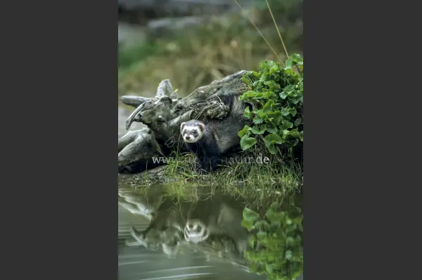 Fokus-Natur Bild