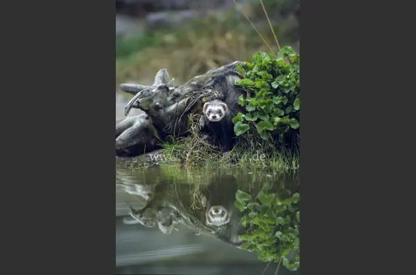 Fokus-Natur Bild