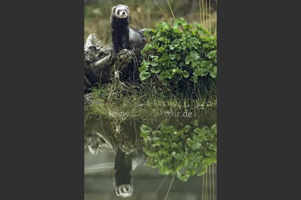 Fokus-Natur Bild