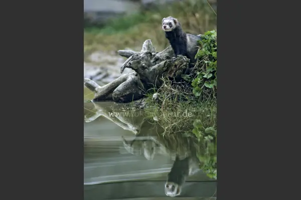Fokus-Natur Bild