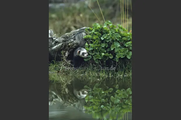 Fokus-Natur Bild
