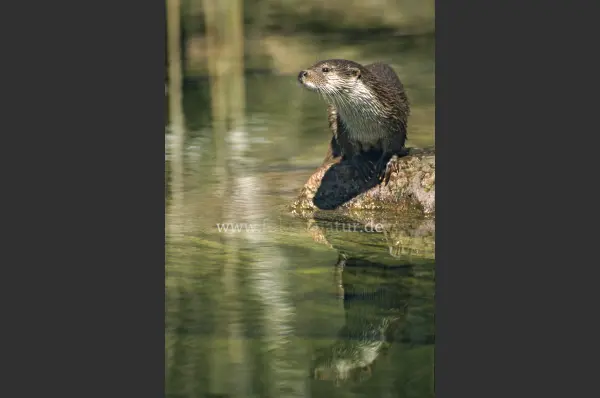 Fokus-Natur Bild