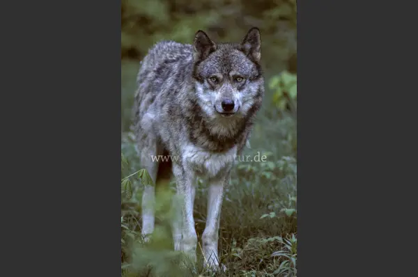 Fokus-Natur Bild