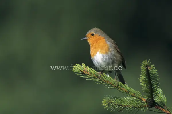 Fokus-Natur Bild