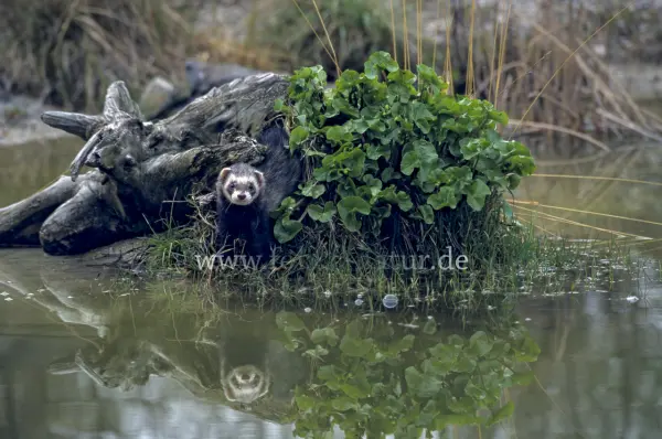Fokus-Natur Bild