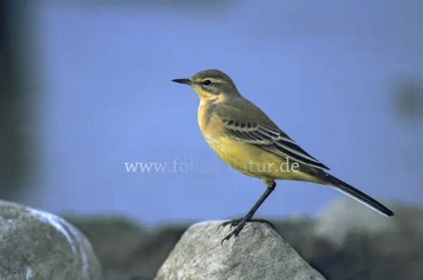 Fokus-Natur Bild