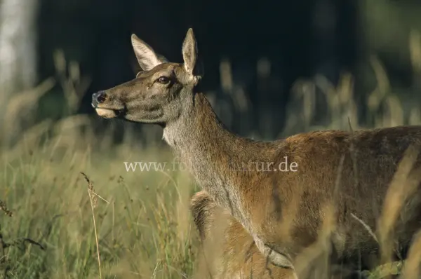 Fokus-Natur Bild
