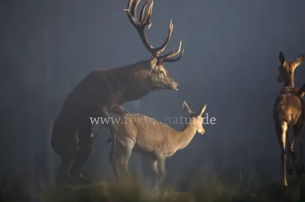 Fokus-Natur Bild