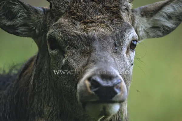 Fokus-Natur Bild