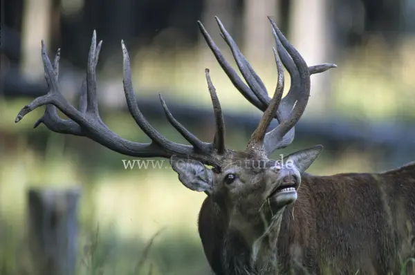 Fokus-Natur Bild