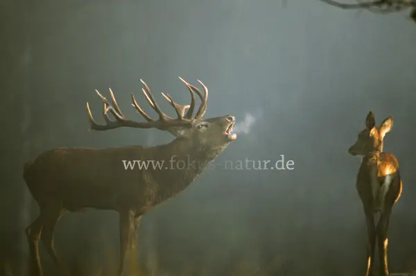Fokus-Natur Bild