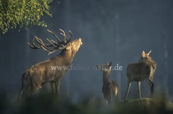 Fokus-Natur Bild