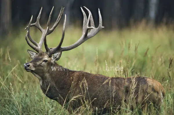 Fokus-Natur Bild