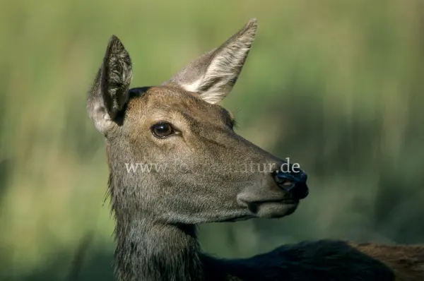 Fokus-Natur Bild
