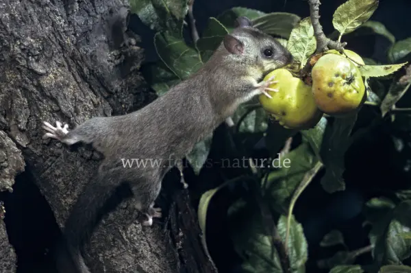 Fokus-Natur Bild