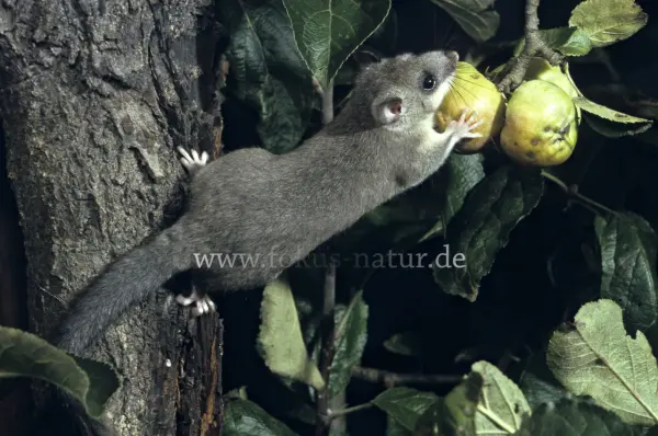 Fokus-Natur Bild