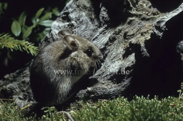 Fokus-Natur Bild
