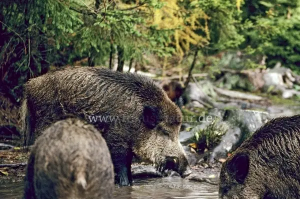 Fokus-Natur Bild