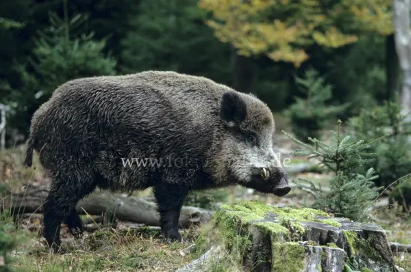 Fokus-Natur Bild
