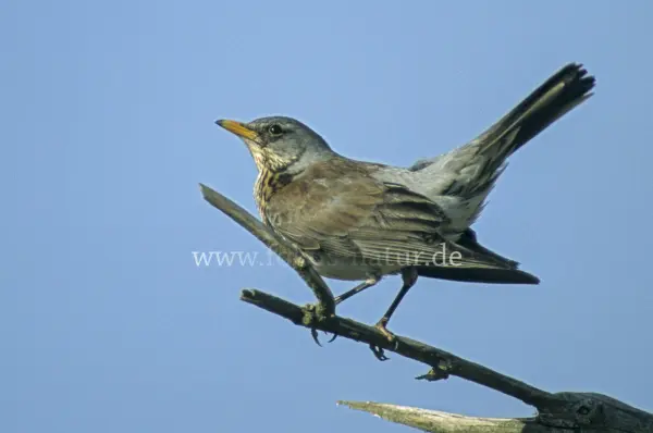 Fokus-Natur Bild